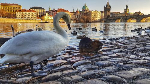 Swan in a river with buildings in background