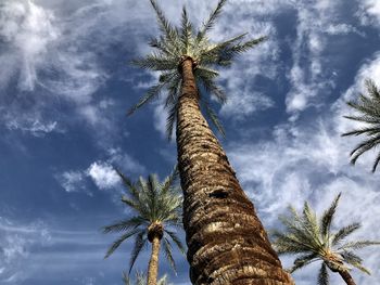 Low angle view of coconut palm tree against sky