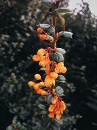 Close-up of flowers growing on tree