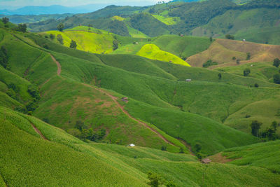 High angle view of green landscape