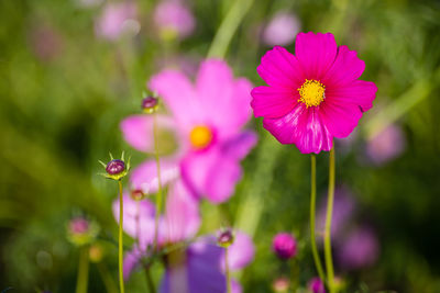 Close-up of pink cosmos flowers blooming outdoors