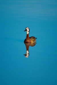 White-faced whistling-duck swimming in pond with reflection