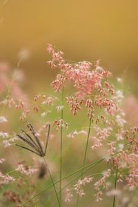 Close-up of pink flowering plants on field