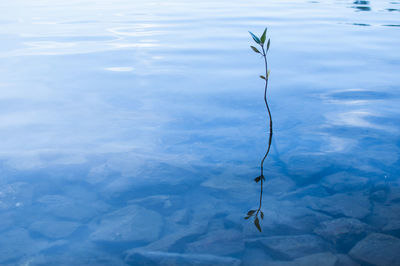 Close-up of water in lake