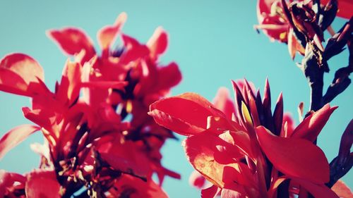 Close-up of red flowering plants against blue sky