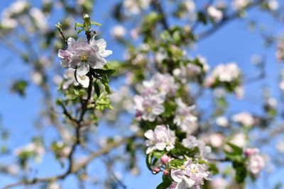 Close-up of white cherry blossom tree