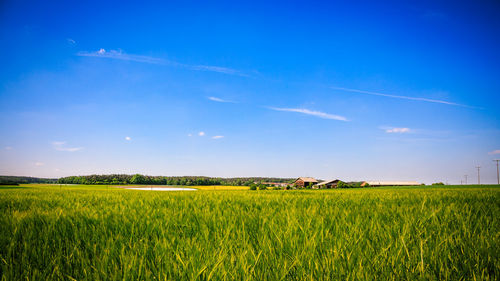 Scenic view of gassy field against sky