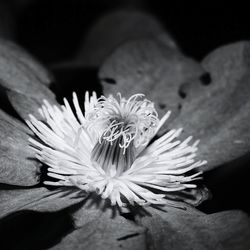 Close-up of flower head