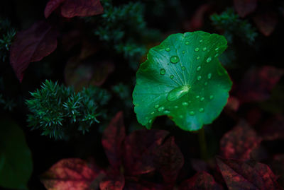 Close-up of raindrops on leaves