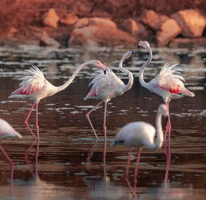 Birds in a lake