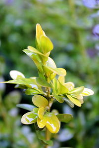 Close-up of plant against blurred background