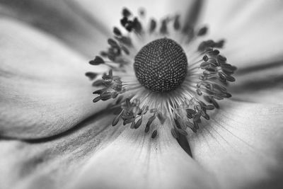 Macro shot of flower