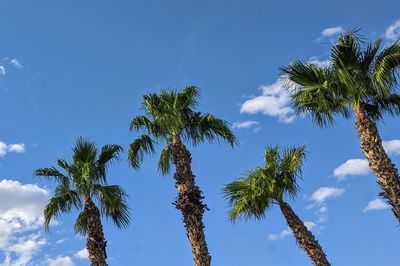 Low angle view of coconut palm trees against blue sky