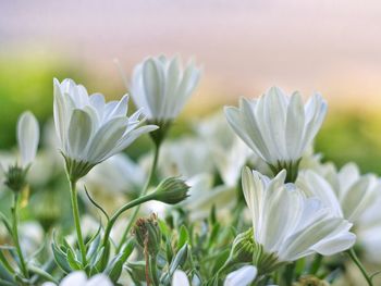 Close-up of flowers blooming outdoors