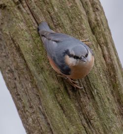 Close-up of bird perching on tree trunk