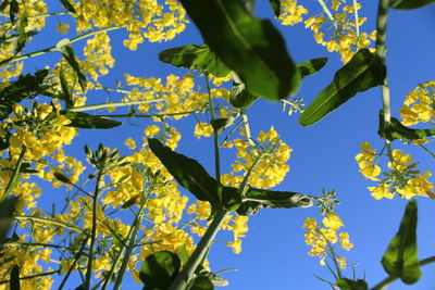 Low angle view of flowering plant against sky