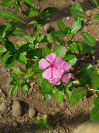 High angle view of pink flowering plant