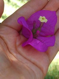 Close-up of hand holding purple flower