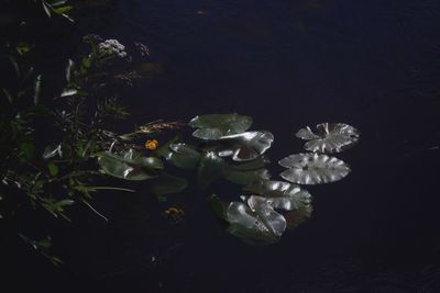Close-up of flowers by water at night
