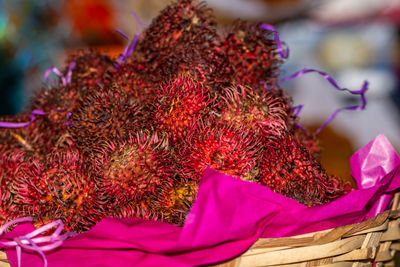 Close-up of pink flowers in basket