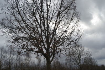 Low angle view of silhouette bare tree against sky