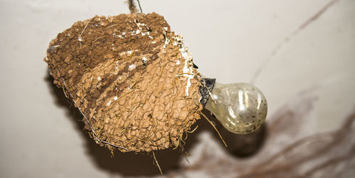 Close-up of light bulb on wasp nest against wall
