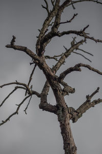 Low angle view of bare trees