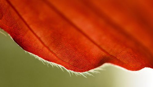 Close-up of red leaf against white background