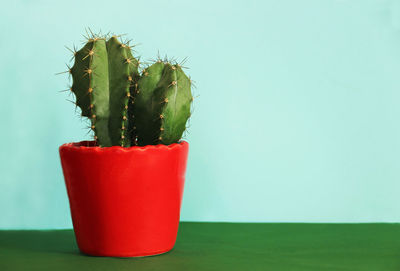 Close-up of cactus plant against wall