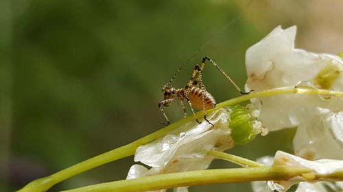 Close-up of insect on white flower