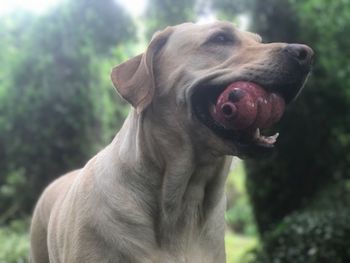 Close-up of dog sticking out tongue