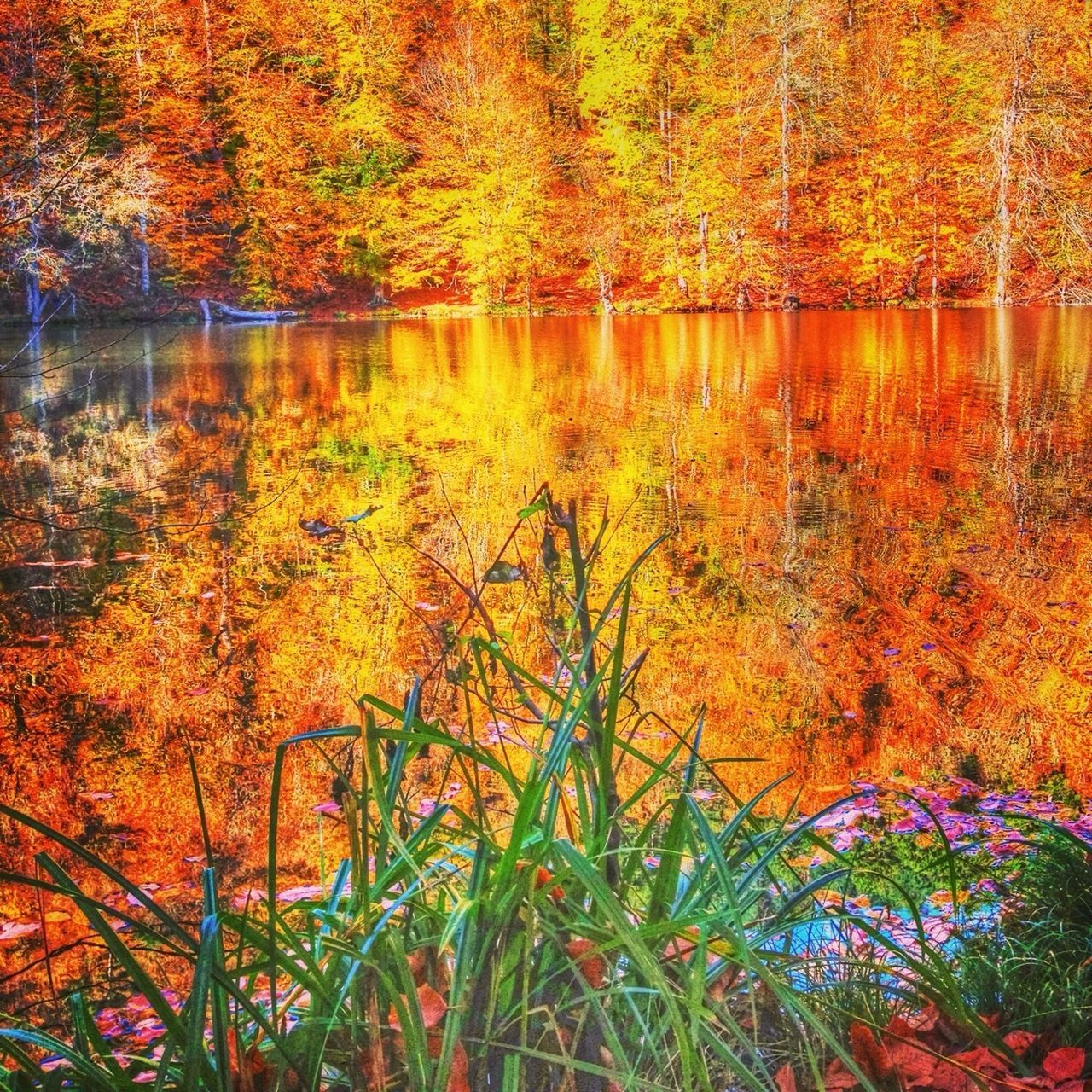 tree, autumn, change, beauty in nature, orange color, tranquility, tranquil scene, scenics, water, nature, growth, season, branch, forest, idyllic, lake, reflection, non-urban scene, outdoors, no people