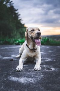 Dog looking away on road