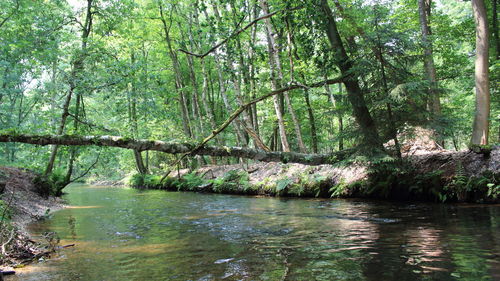 Scenic view of river amidst trees in forest
