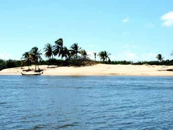 View of palm trees on beach