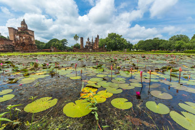 Water lilies in lake against sky