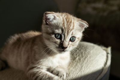 Close-up portrait of a cat