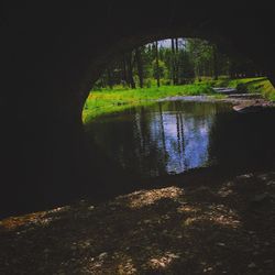 Reflection of trees in lake