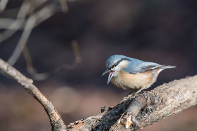 Close-up of bird perching on tree