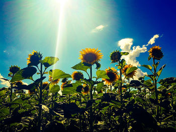 Low angle view of flowers against sky