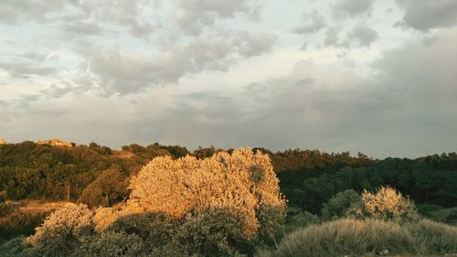 Trees on field against sky