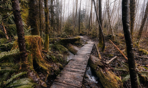 Footpath amidst trees in forest