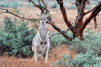 Sheep standing by plants against trees