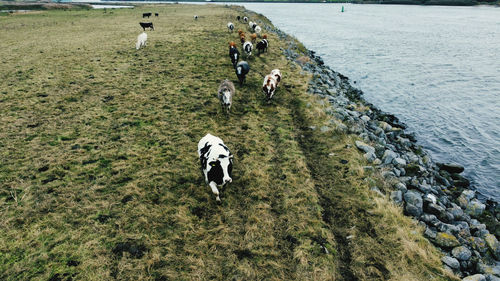 High angle view of cows on grass