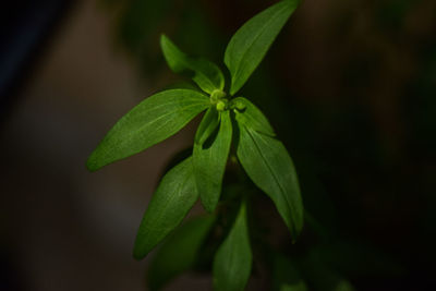 Close-up of green leaves