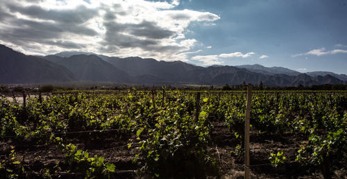 Scenic view of vineyard against sky