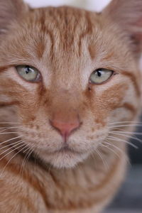 Close-up portrait of ginger cat