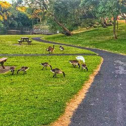 View of birds on grassy field