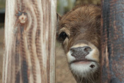 Close-up portrait of horse