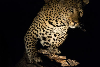 Leopard on tree at night
